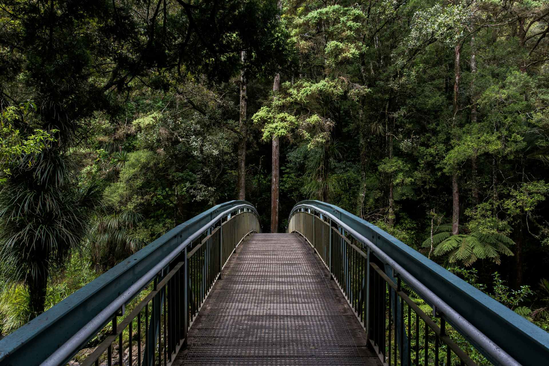 Pont sur la forêt verdoyante